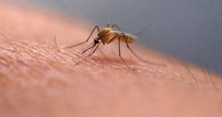 You are currently viewing West Nile virus is showing up across Ontario. What to know about the risk