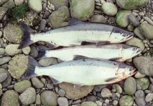 Read more about the article Sockeye salmon-Alutiiq Word of the Week