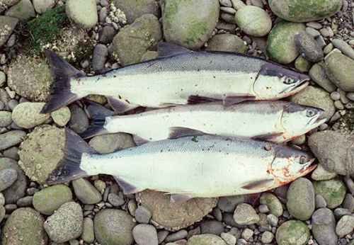 Read more about the article Sockeye salmon-Alutiiq Word of the Week
