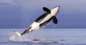 Read more about the article Orcas filmed making sunfish ‘explode’ by ramming into it head first
