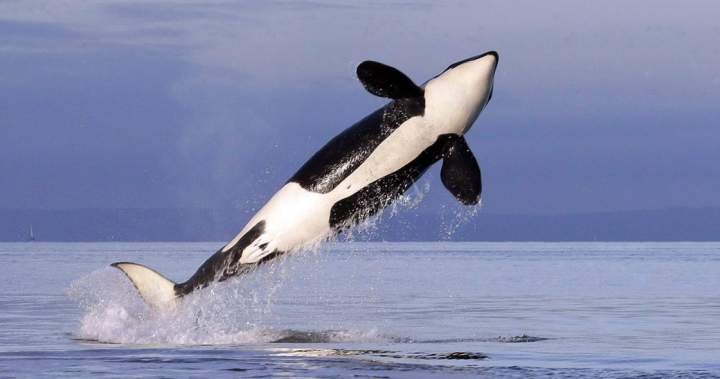 You are currently viewing Orcas filmed making sunfish ‘explode’ by ramming into it head first
