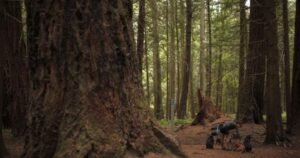 Read more about the article Should trees have rights? A B.C. municipality debated the idea