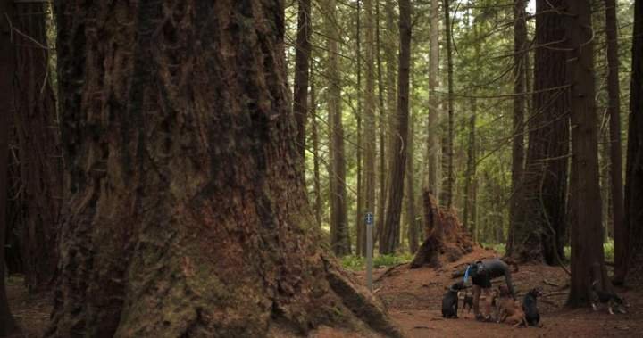 You are currently viewing Should trees have rights? A B.C. municipality debated the idea