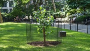Read more about the article A seed that flew around the moon grew into this tree in NYC
