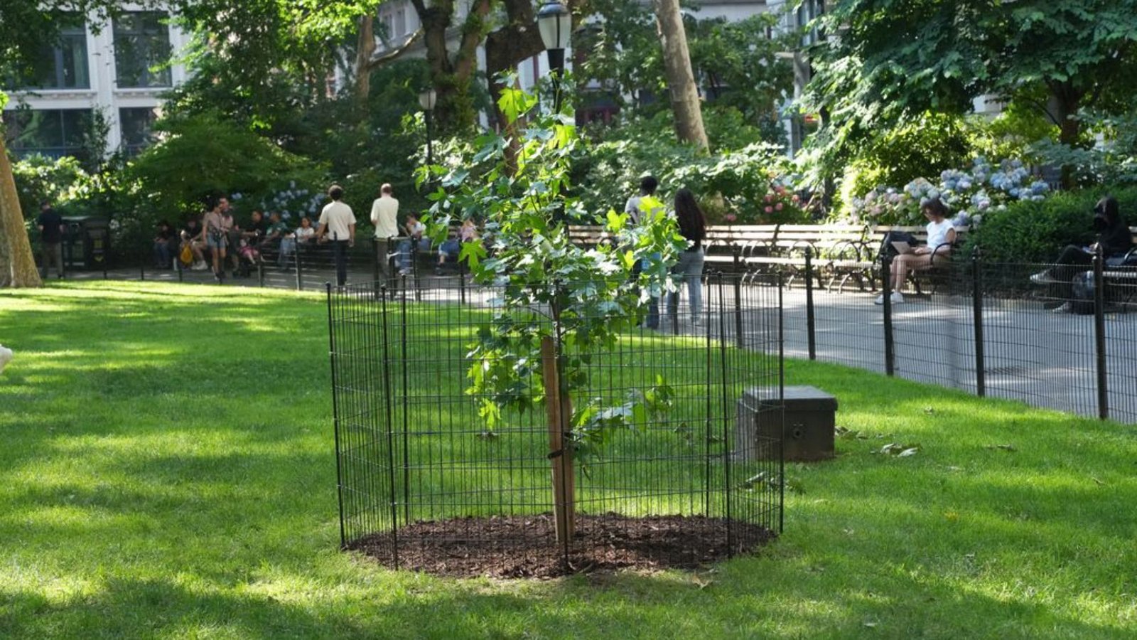 You are currently viewing A seed that flew around the moon grew into this tree in NYC