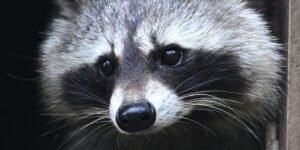Read more about the article Jimothy the raccoon is proof that being weird, feral, and unknowable is the key to winning the internet