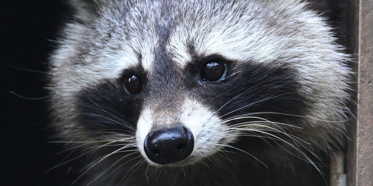 Read more about the article Jimothy the raccoon is proof that being weird, feral, and unknowable is the key to winning the internet