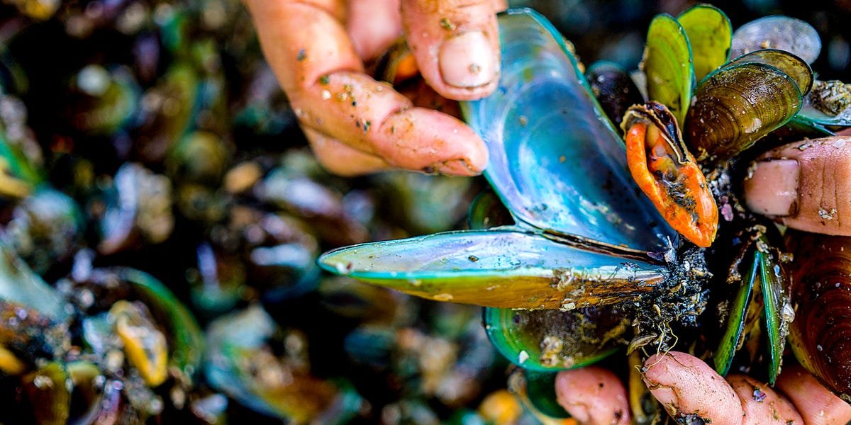 You are currently viewing How Families Risk Their Lives Harvesting Toxic Mussels in Indonesia