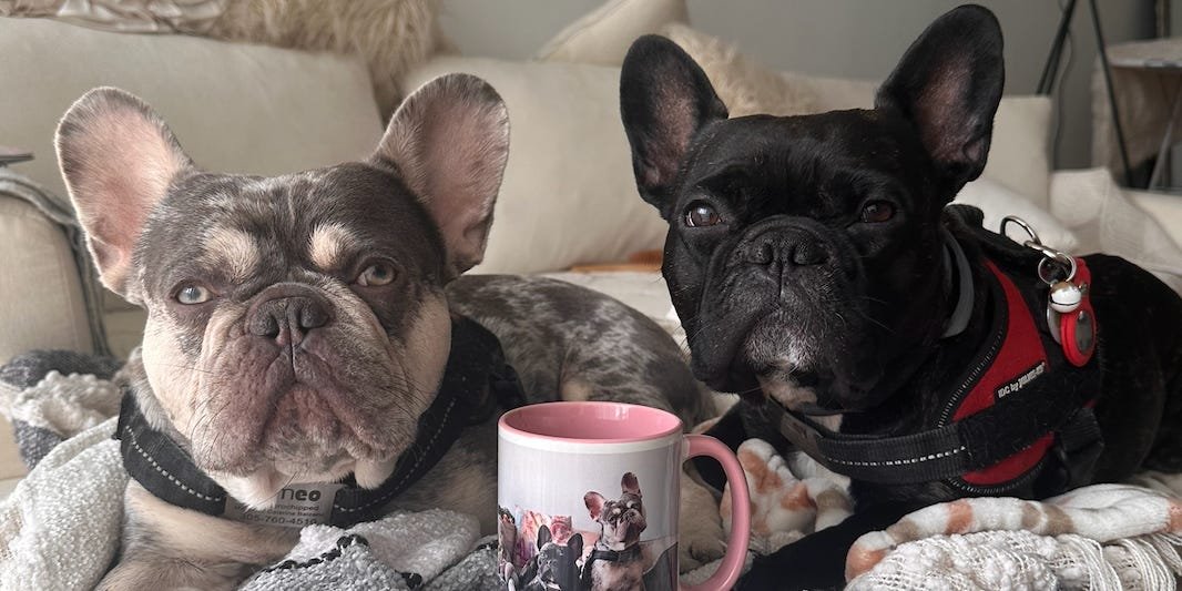 You are currently viewing My dogs are Instagram famous. I’ve become a full-time manager, photographer, and publicist.