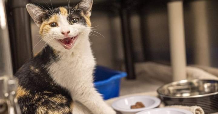 You are currently viewing Montreal SPCA urges end to rental rules that bar pets as abandoned animal tally rises