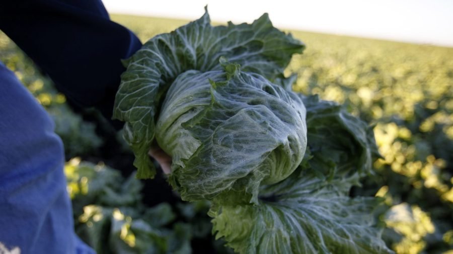 You are currently viewing Cyclospora outbreak linked to lettuce expands to 9 states