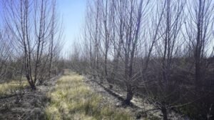 Read more about the article Activists climb rare Arizona cottonwood to shield it from Trump border wall construction