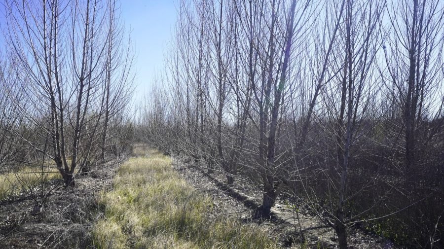 You are currently viewing Activists climb rare Arizona cottonwood to shield it from Trump border wall construction