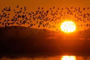 Read more about the article How often the sun would rise after 8 a.m. under permanent daylight saving time