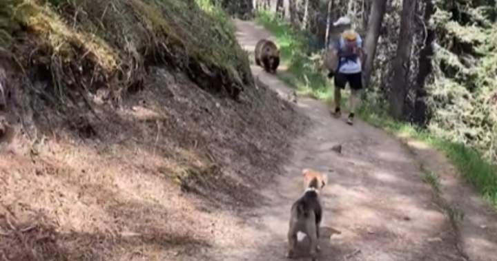 Read more about the article Charges laid against 2 hikers with off-leash dog followed by grizzly in Banff