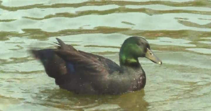 You are currently viewing What the duck? Lake Summerside’s resident waterfowl dodges rehoming attempts