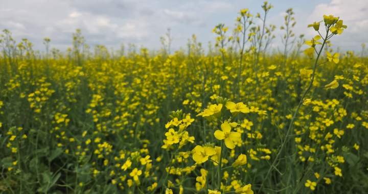 Read more about the article Promising crop gives Saskatchewan farmer reason to be optimistic