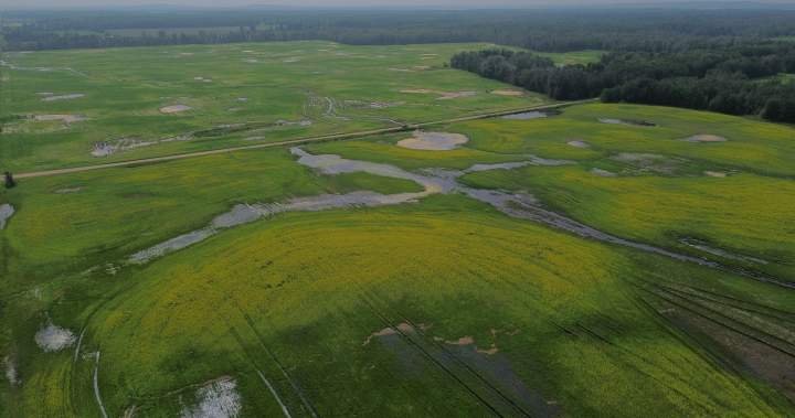 Read more about the article Thorhild, Westlock counties declare state of agricultural disasters due to rain