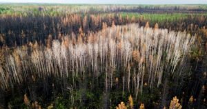 Read more about the article Sawmill closures ‘gut-wrenching’ amid lumber industry headwinds: Canfor CEO