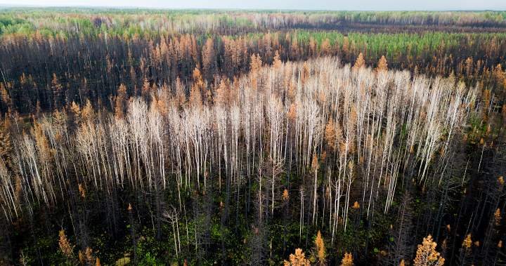 You are currently viewing Sawmill closures ‘gut-wrenching’ amid lumber industry headwinds: Canfor CEO