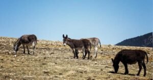Read more about the article Meet the donkey brigade that’s helping curb wildfires in Spain