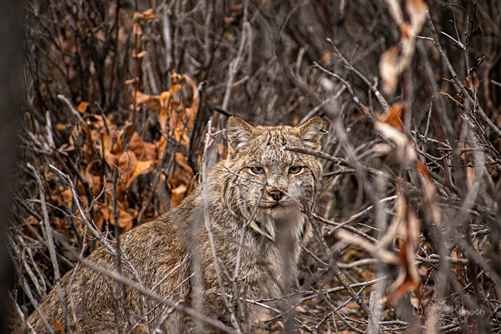 You are currently viewing Lynx life near the Haul Road
