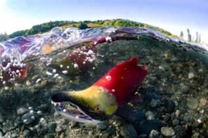 Read more about the article Fish Creek Sport Fishery Opens August 3 with Increased Sockeye Salmon Limits