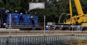 Read more about the article Six Marineland belugas now swimming in new U.S. homes