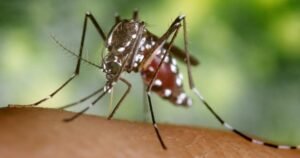 Read more about the article Toronto reports first human case of West Nile virus this year