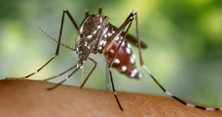 You are currently viewing Toronto reports first human case of West Nile virus this year