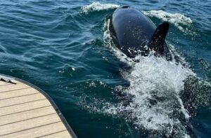 Read more about the article Rare sightings of killer whale: Nova Scotia boaters warned to keep their distance