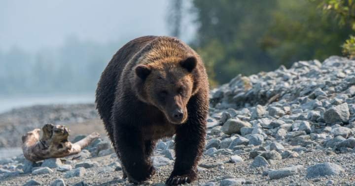 Read more about the article Woman injured in bear attack while hiking with friend, 3 dogs in Alaska