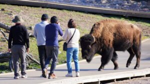 Read more about the article Yellowstone National Park Tourist Reveals Bison’s Unexpected Reaction After He Was Flung 8 Feet Into The Air