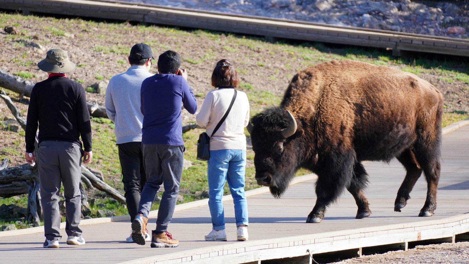 You are currently viewing Yellowstone National Park Tourist Reveals Bison’s Unexpected Reaction After He Was Flung 8 Feet Into The Air