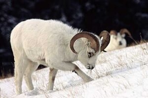 Read more about the article Illegal Cross-Border Sheep Harvest Leads to Convictions in United States and Canada