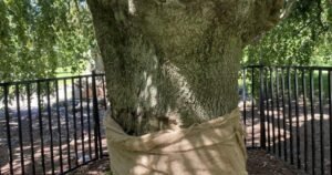 Read more about the article Historic Halifax tree vandalized again leaving community baffled
