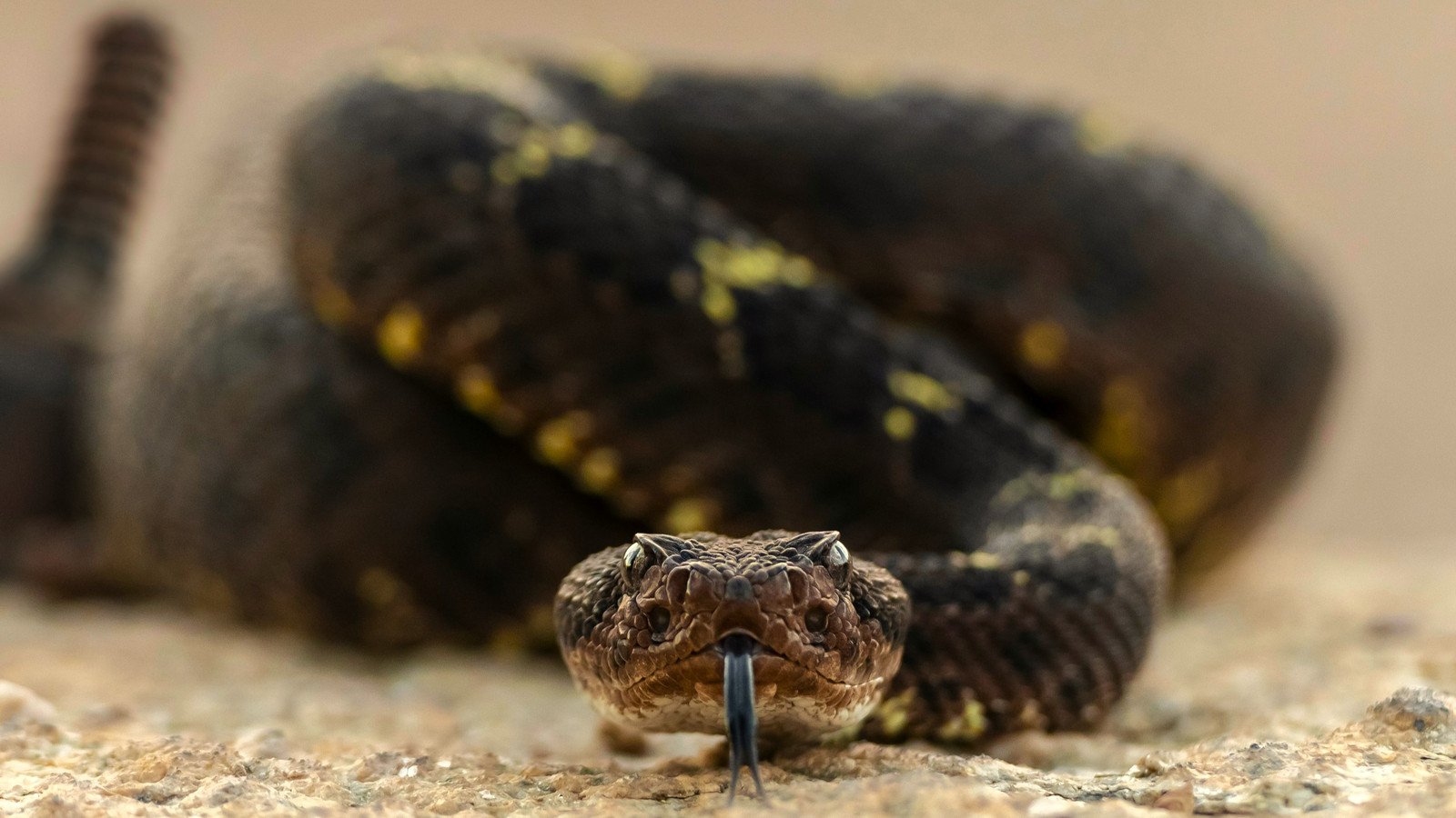 Read more about the article TSA Issues Carry-On Bag Warning After Images Show Live Creature Concealed In Passenger’s Belongings
