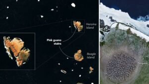 Read more about the article Pink penguin poop on the Danger Islands | Space photo of the day for July 30, 2026