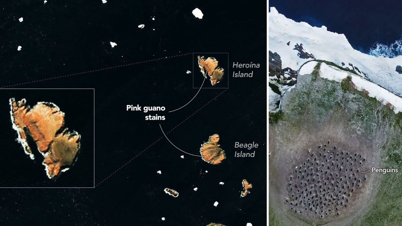 You are currently viewing Pink penguin poop on the Danger Islands | Space photo of the day for July 30, 2026