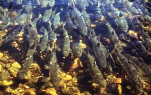 Read more about the article Fish Creek Youth-Only Fishery Opens Saturday and Sunday, August 1-2
