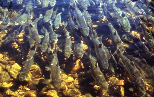 Read more about the article Fish Creek Youth-Only Fishery Opens Saturday and Sunday, August 1-2