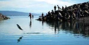 Read more about the article Youth-Only Coho Salmon Fishery at the Nick Dudiak Fishing Lagoon on the Homer Spit