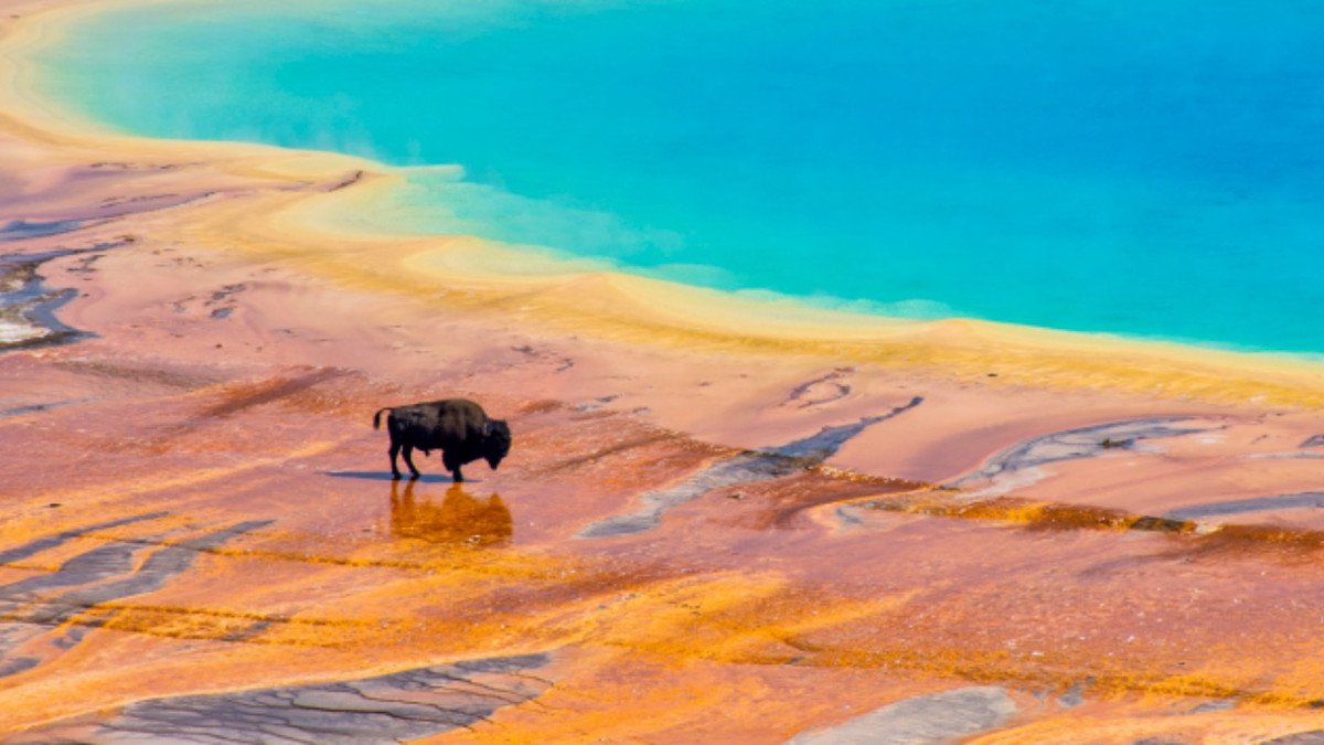 Read more about the article Yellowstone National Park Tourists Enter Banned Area That Roasted A Bison Alive