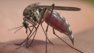 Read more about the article Mosquitoes are ‘bugging’ Saskatchewan, with numbers way up compared to past years