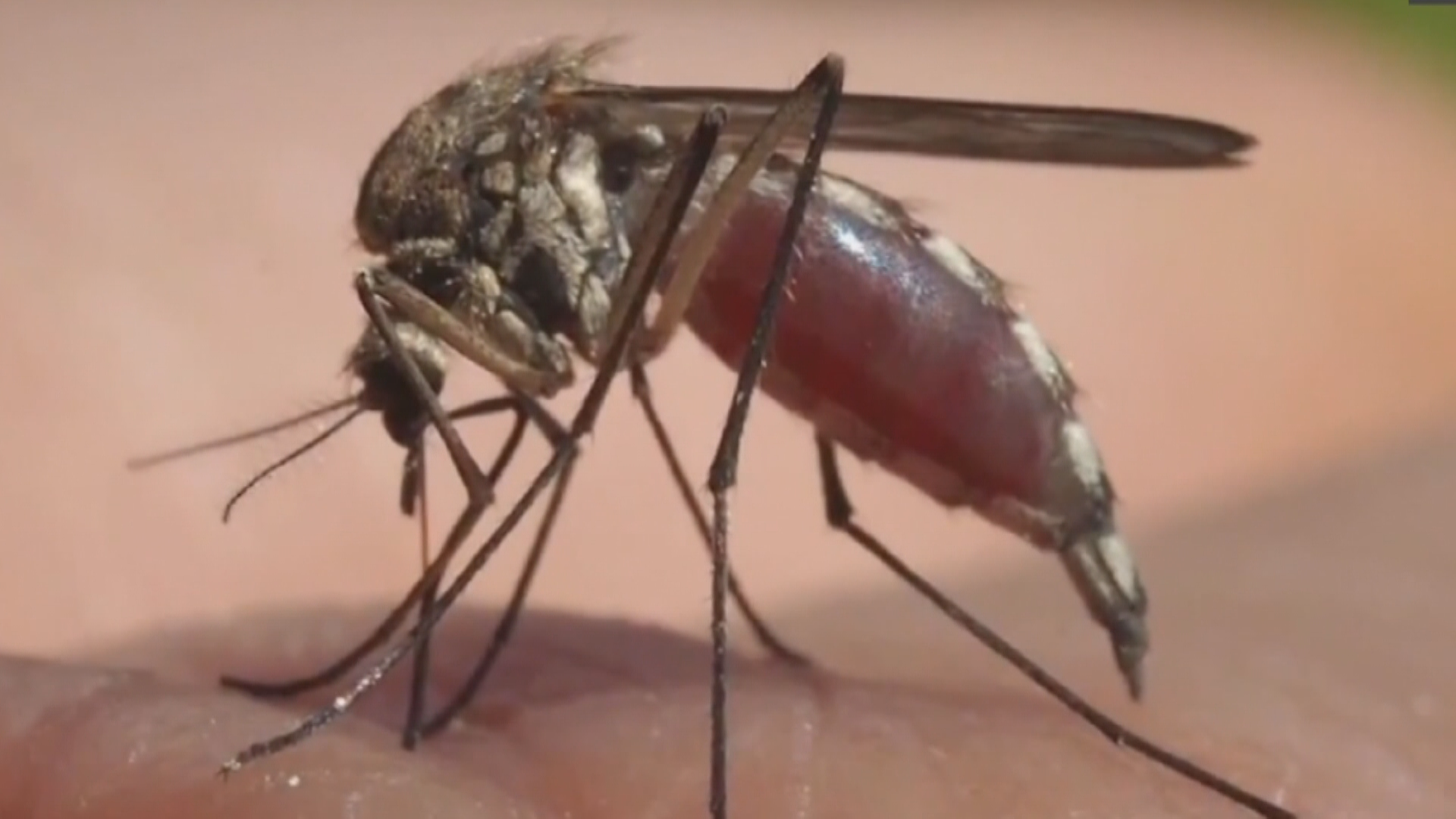 You are currently viewing Mosquitoes are ‘bugging’ Saskatchewan, with numbers way up compared to past years