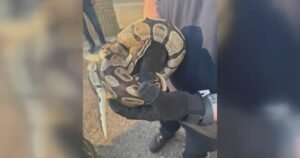 Read more about the article Python recovering after found in vehicle engine compartment in Mississauga