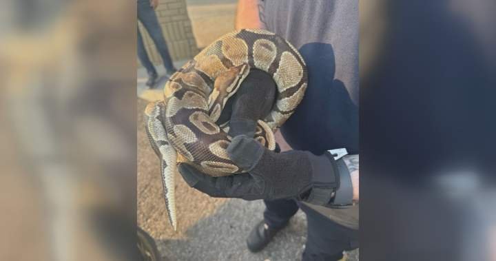 You are currently viewing Python recovering after found in vehicle engine compartment in Mississauga