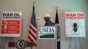 Read more about the article US to reopen border to Mexican cattle imports after screwworm shutdown