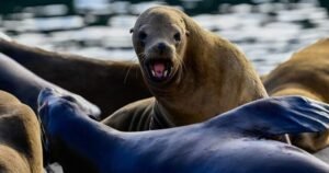 Read more about the article U.S. officials investigating after video appears to show man kicking sea lion