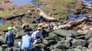 Read more about the article “Make Him Famous”: Tourist Caught Boxing A Sea Lion At Iconic U.S. Beach